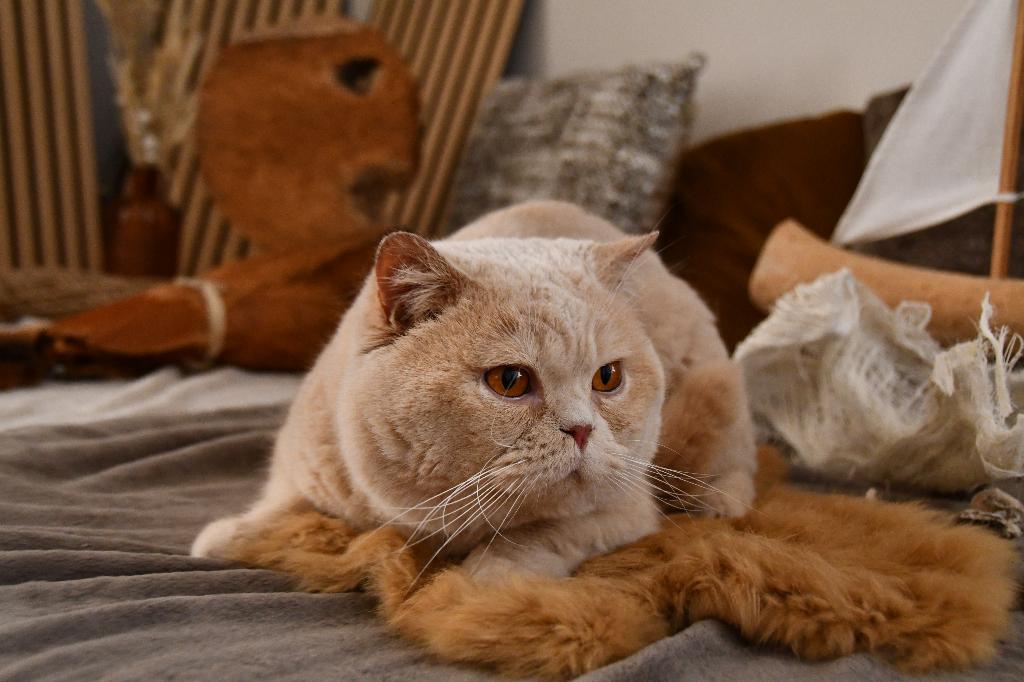 BRITS KORTHAAR KATER, Animaux & Accessoires, Chats & Chatons | Chats de race | Poil ras, Chat, 6 ans ou plus, Avec pedigree, Avec puce électronique