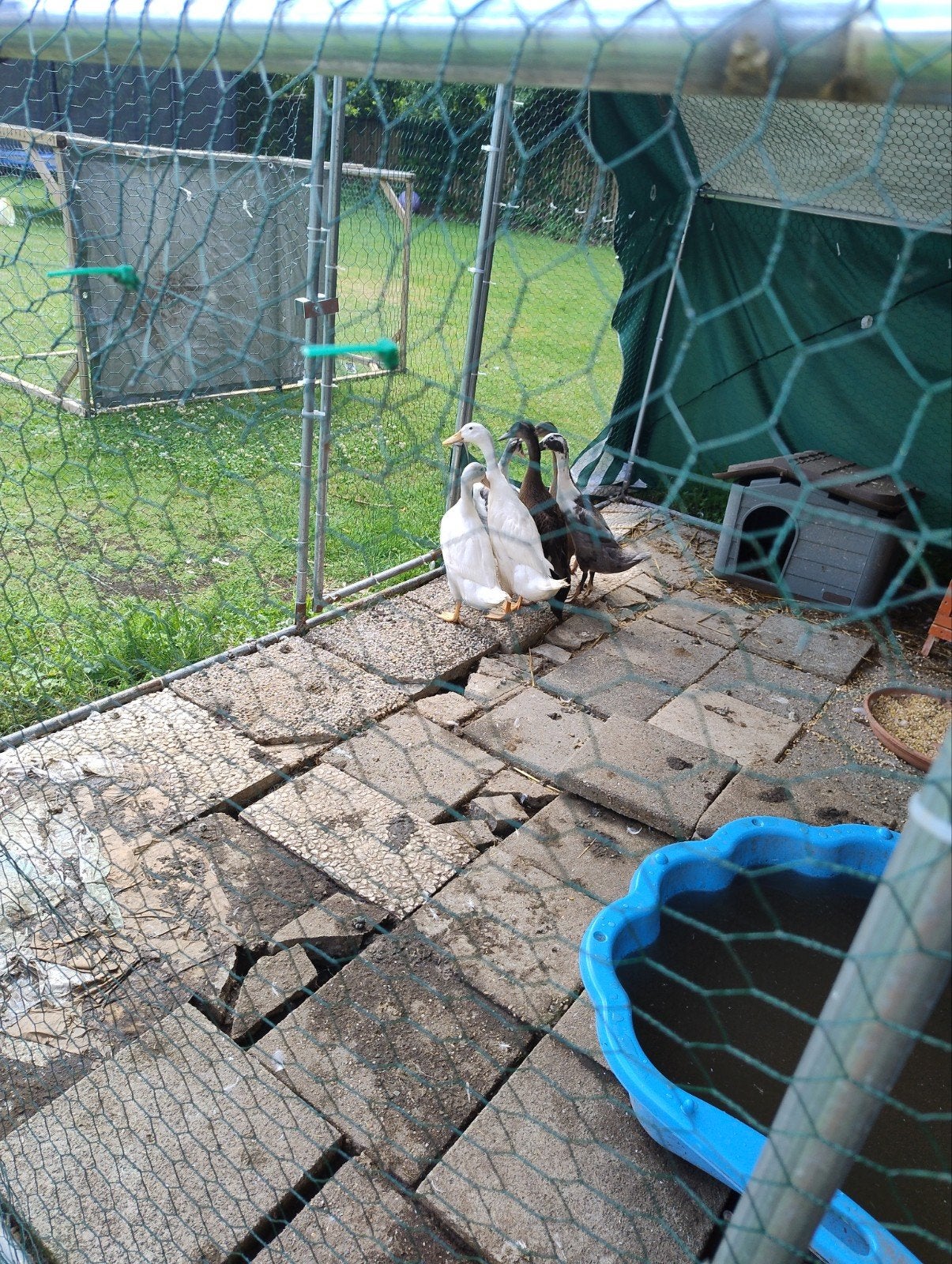 Loopeend, Dieren en Toebehoren, Pluimvee, Geslacht onbekend, Eend