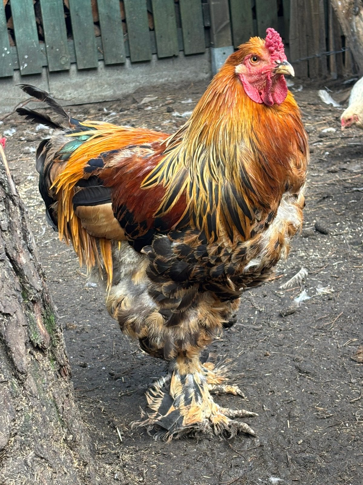 2 brahma hanen groothoenders, Dieren en Toebehoren