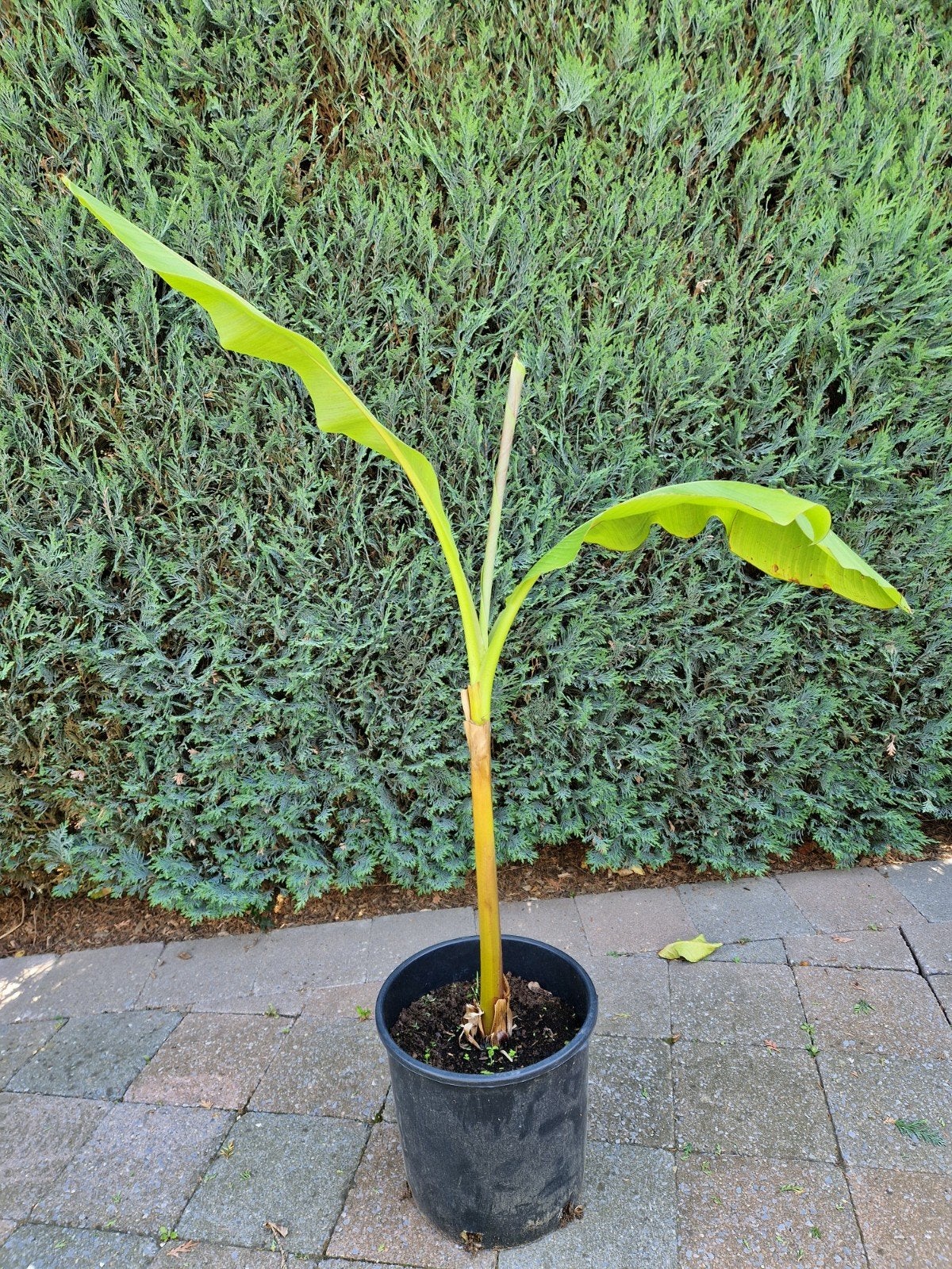 Scheut musa basjoo, Autres espèces, Plein soleil, Été, Enlèvement