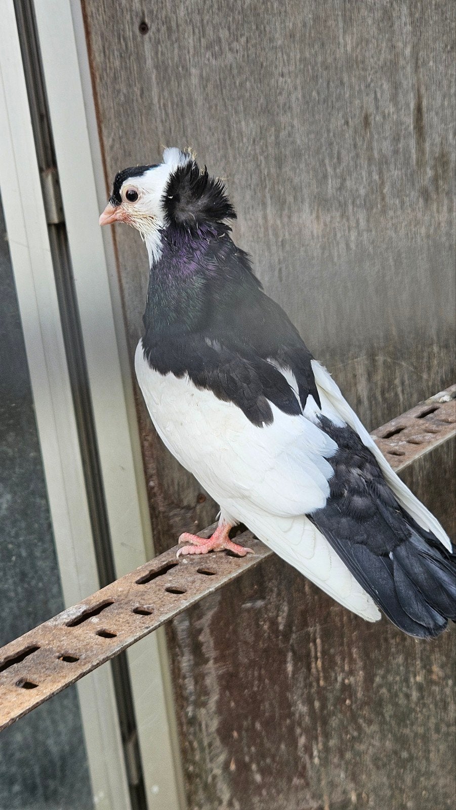 mooi felyghyzer Jong, Dieren en Toebehoren, Vogels | Duiven, Geslacht onbekend