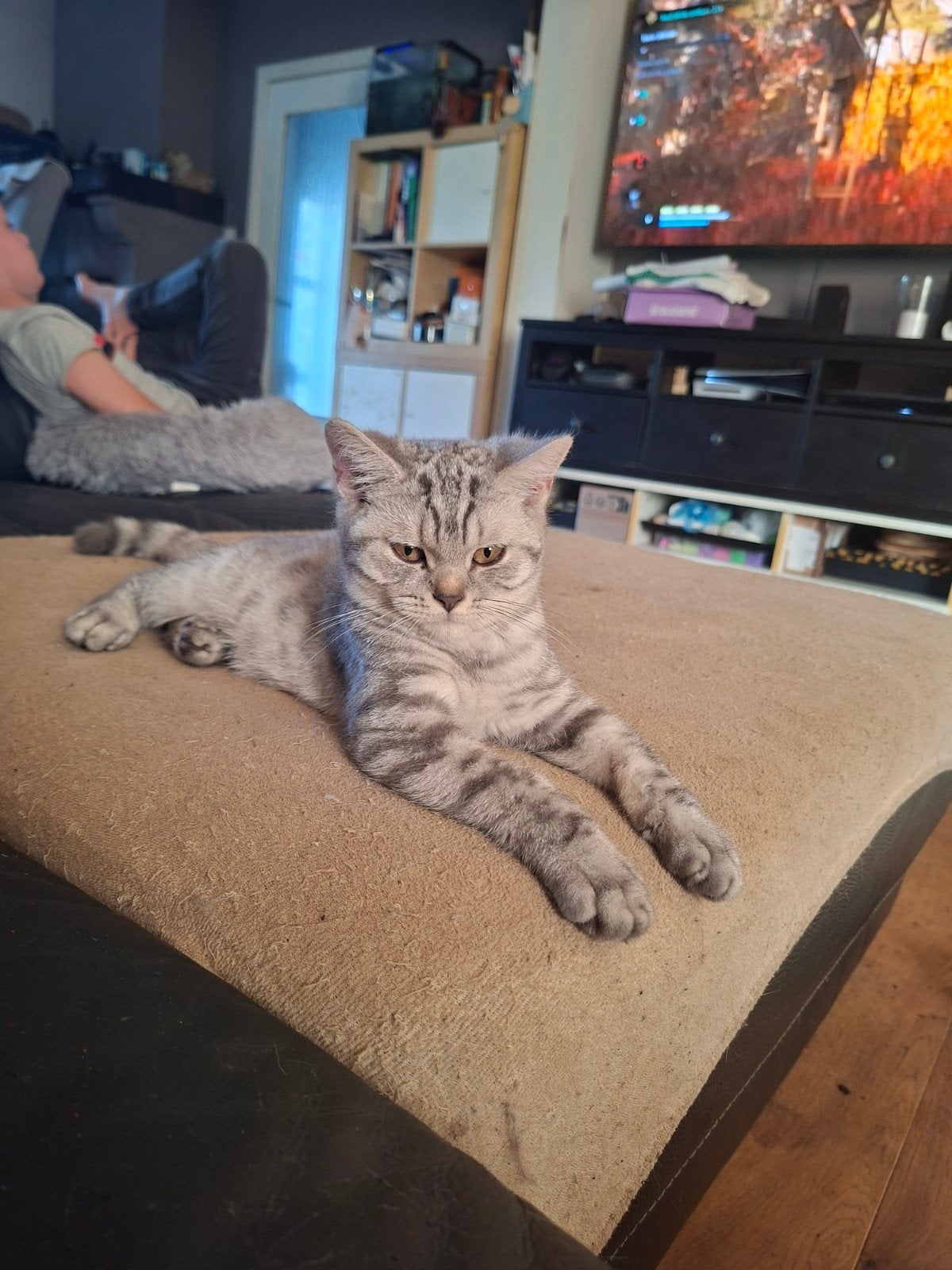 British shorthair, Chatte ou Chat, Vermifugé, 0 à 2 ans