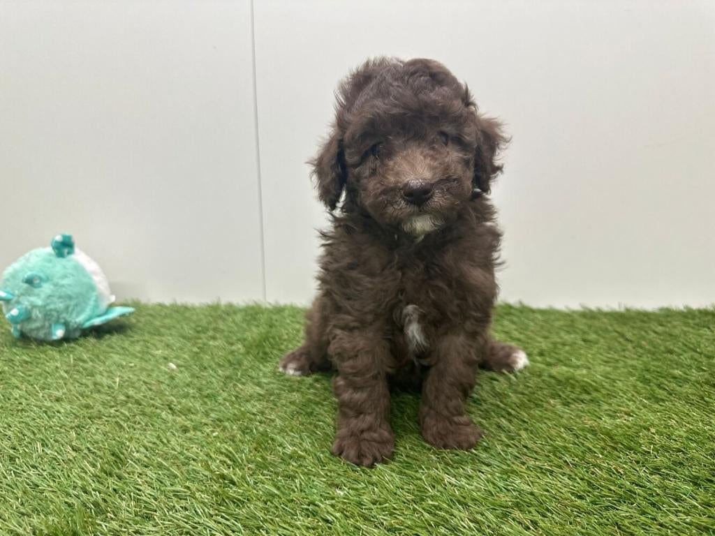 Portée de chiots Caniches nains