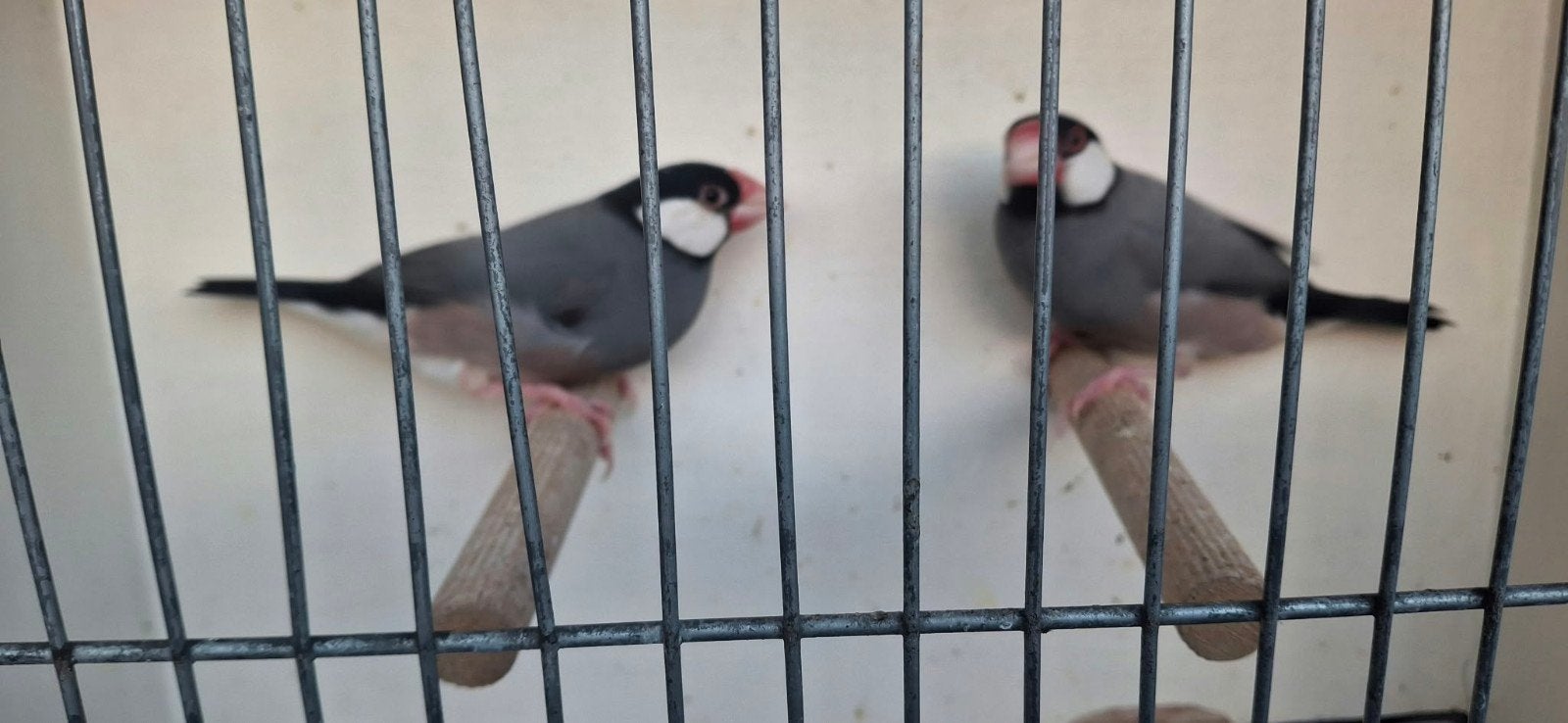 couple de champignons pour oiseaux de riz
