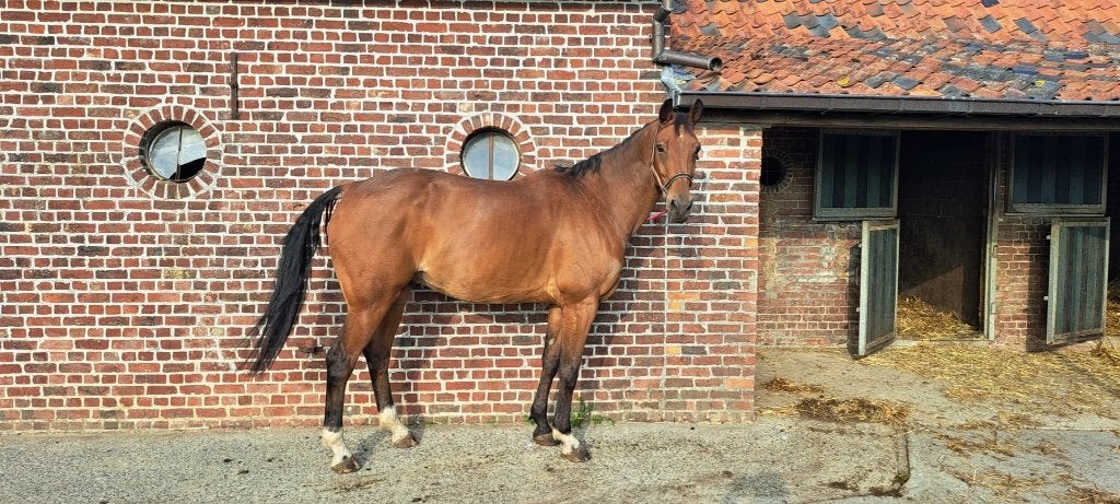 recreatie/wandelpaard, Dieren en Toebehoren, 175 cm of meer, Met stamboom, Ruin, M