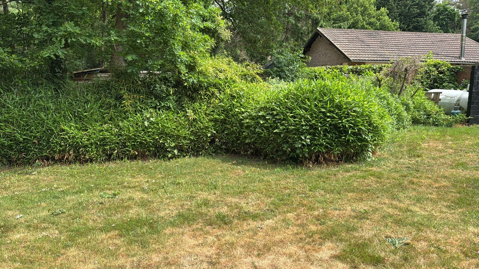 Bamboo gratis uitdoen, Tuin en Terras, Ophalen, Bamboe