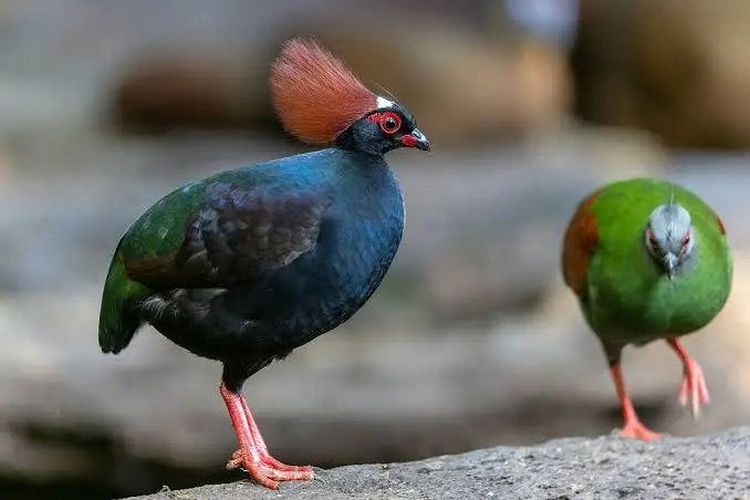 Roul roul ruilen, Dieren en Toebehoren, Meerdere dieren, Tropenvogel
