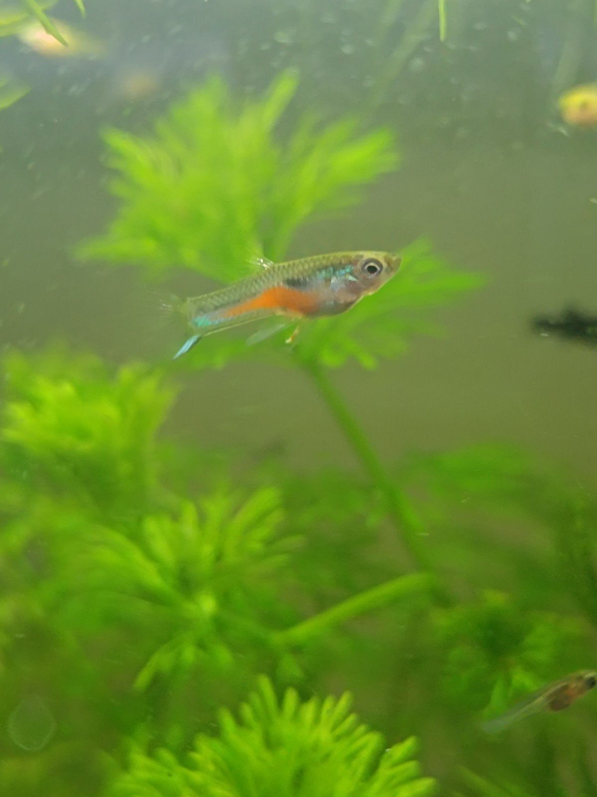 Mooie jonge visjes - zwarte molli en endler guppy's, Dieren en Toebehoren, Vis, Zoetwatervis