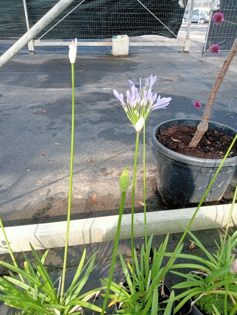 Agapanthus, Tuin en Terras, Ophalen