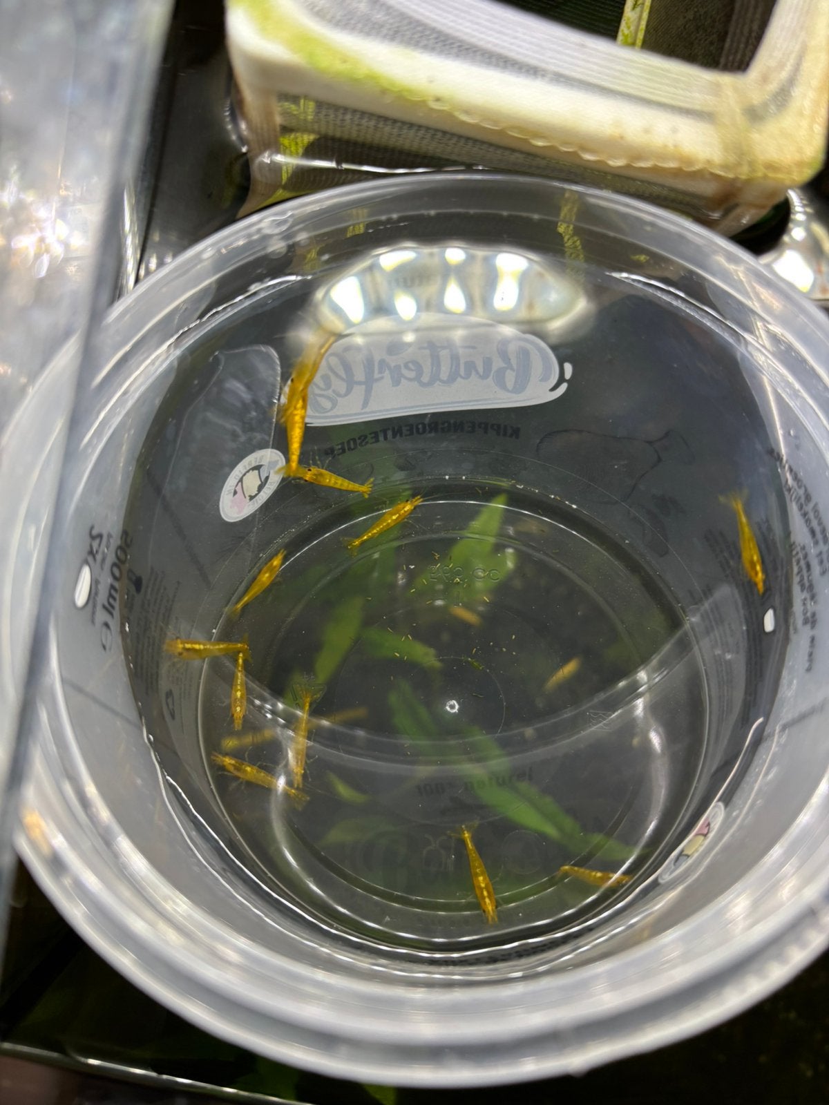 12 citroen garnalen, Dieren en Toebehoren, Vissen | Aquariumvissen, Kreeft, Krab of Garnaal, Zoetwatervis, Schoolvis