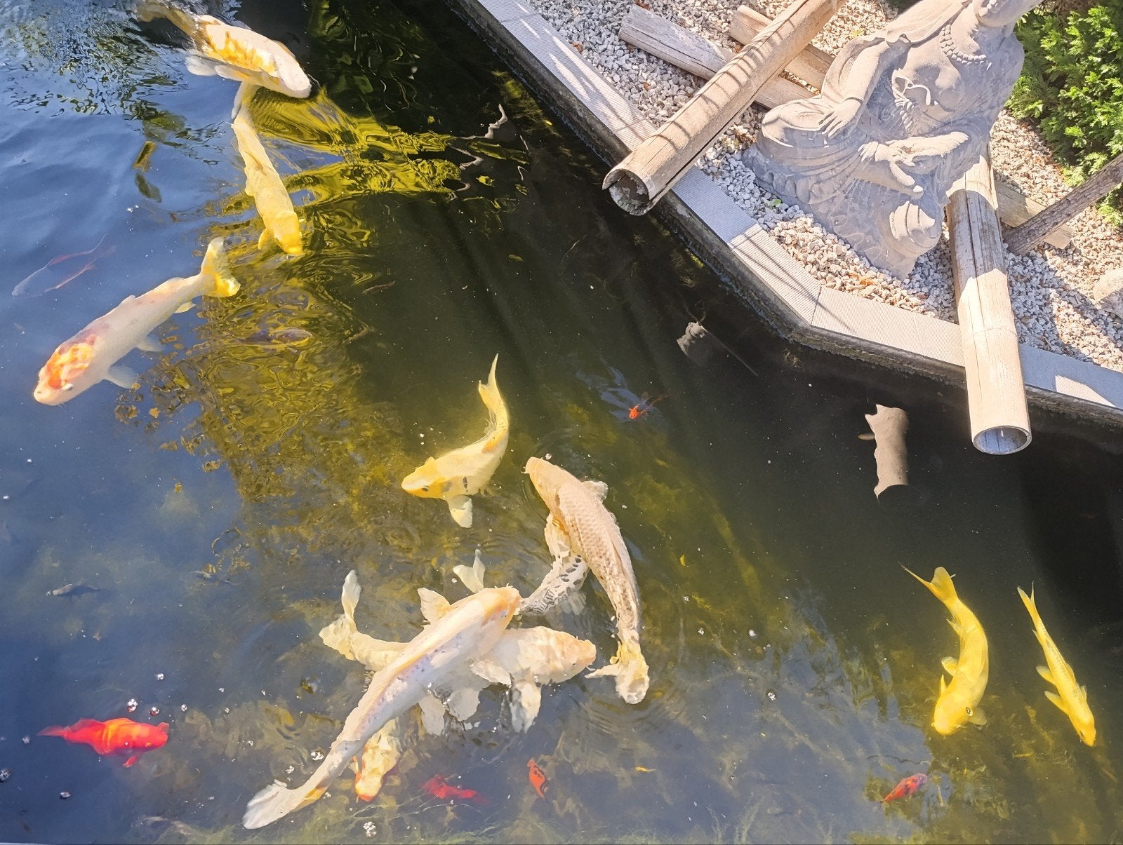 koi - karper, Dieren en Toebehoren