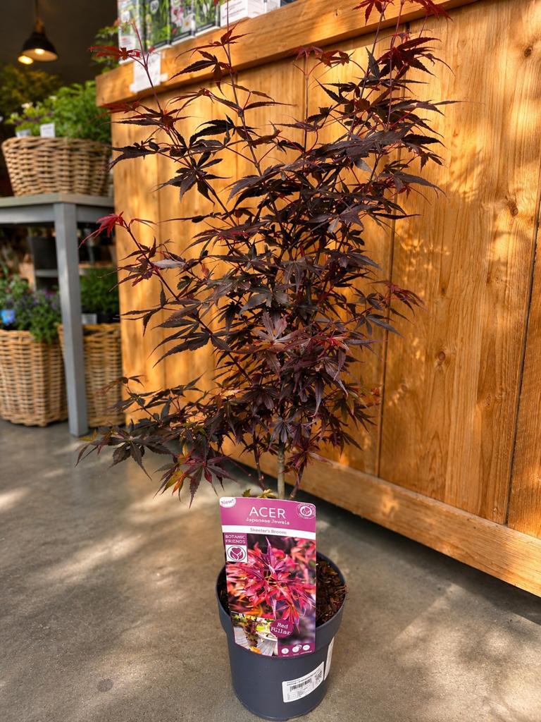 Acer Palmatum 'Skeeters Broom', Ophalen