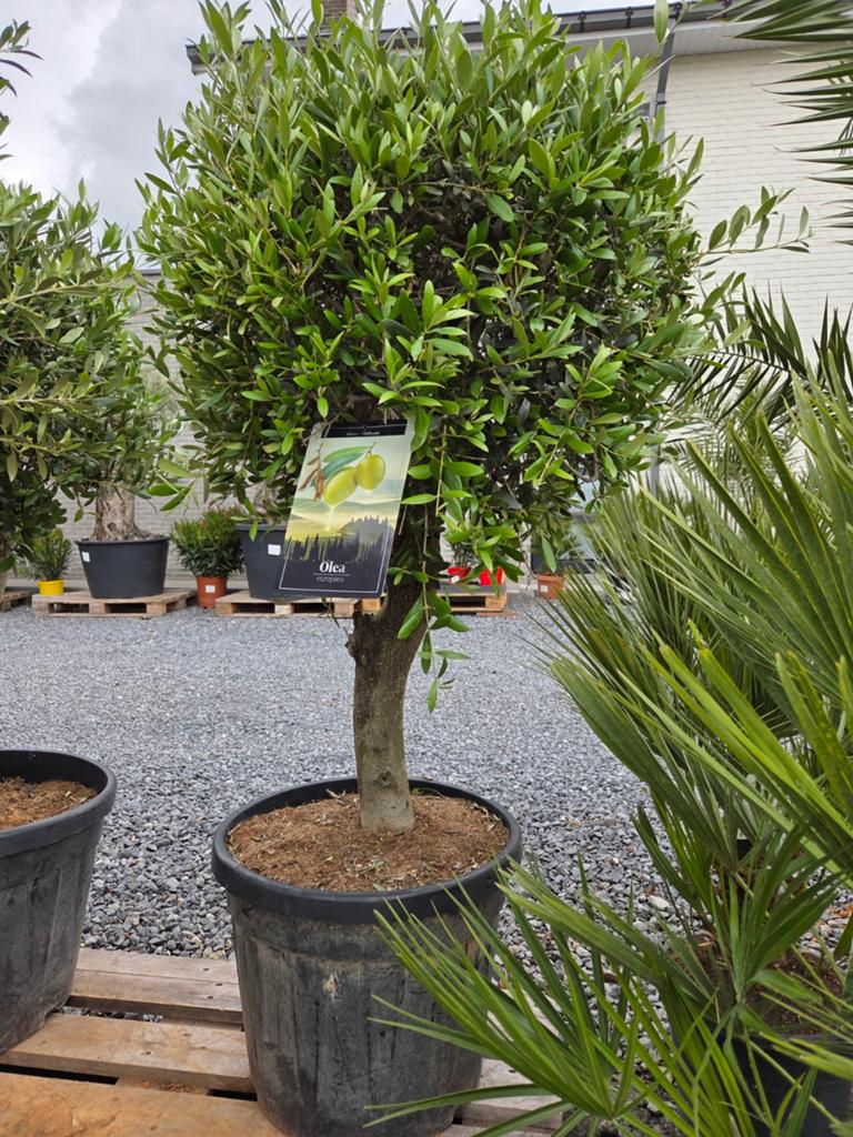 Terrasolijfboom Olea Europaea, Ophalen