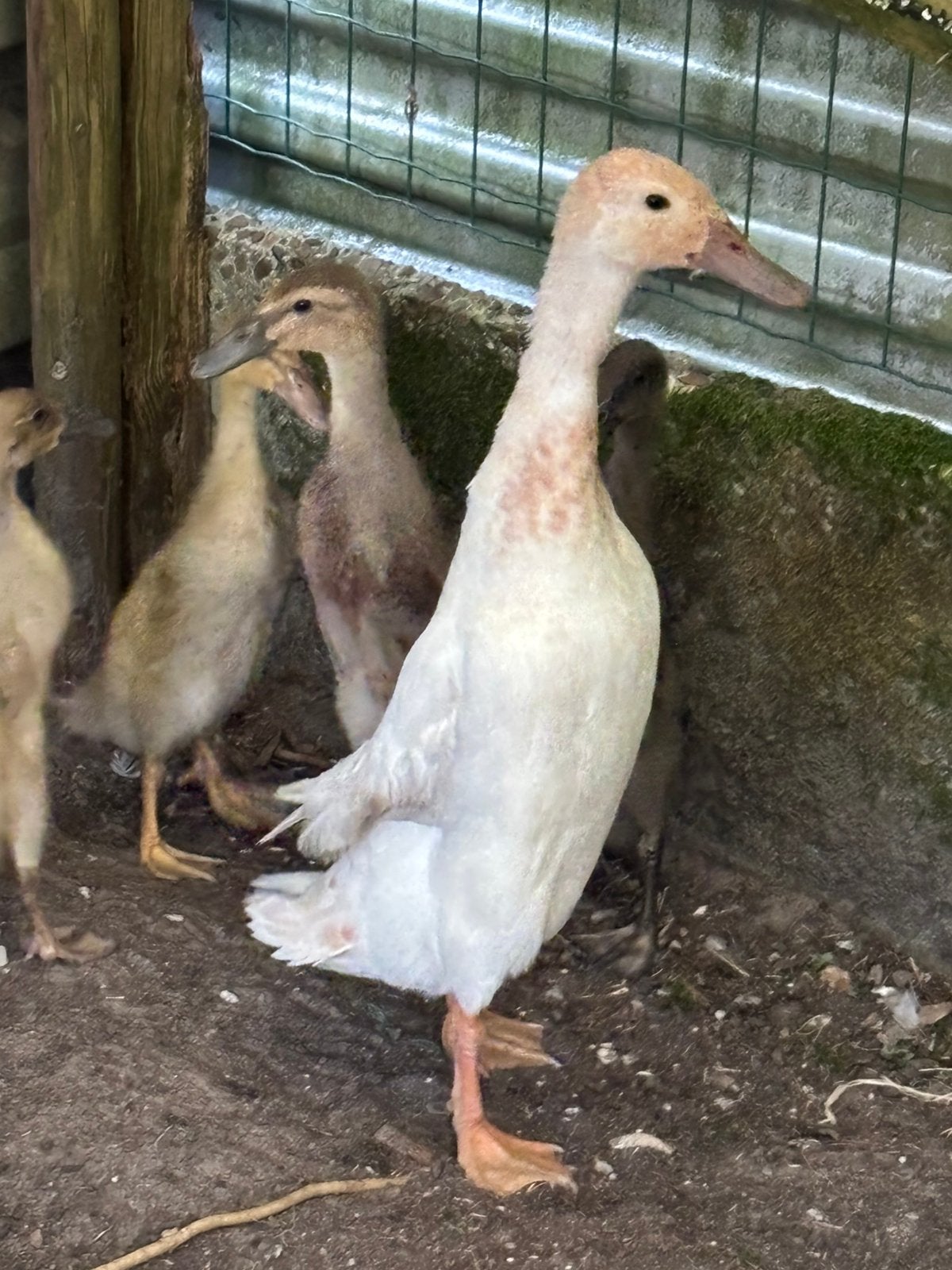 Witte loopeend met kuikentjes