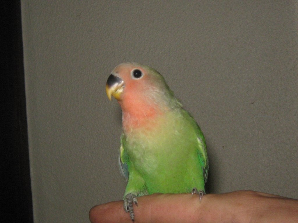 handtamme dwergpapegaai, Dieren en Toebehoren, Meerdere dieren, Tropenvogel, Tam