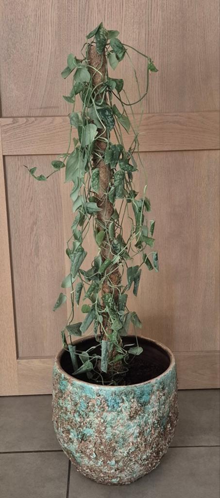 Klimplant, Tuin en Terras, Planten | Tuinplanten, Ophalen