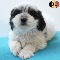 Havanezer-pups te koop - Kleine hartendiefjes!, België, CDV (hondenziekte), 8 tot 15 weken, Meerdere