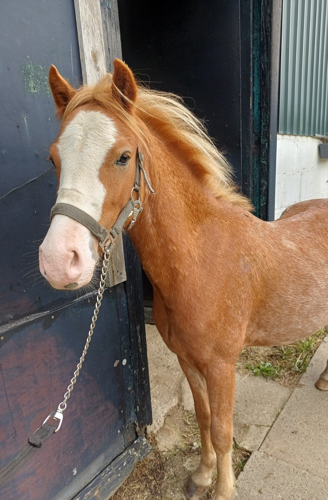 2 jarige Welsh ruin met afstammeling, Avec pedigree, Hongre, Moins de 160 cm, 0 à 2 ans