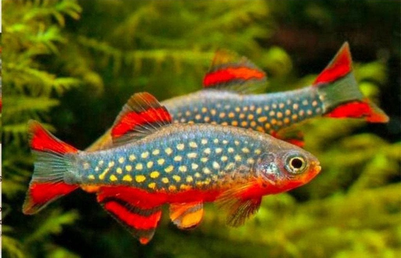 Op zoek naar Rasbora galaxy vissen., Poisson, Poisson d'eau douce, Banc de poissons