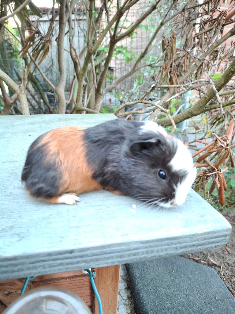 3 cavia's: kort-, lang-krulharig, Dieren en Toebehoren, Juli, Meerdere dieren, Cavia