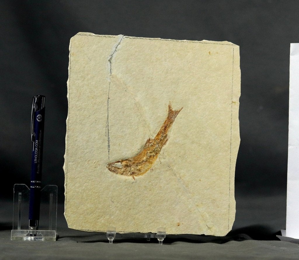 fossile authentique d'un poisson (Tharsis dubius), Collections, Enlèvement ou Envoi, Fossile