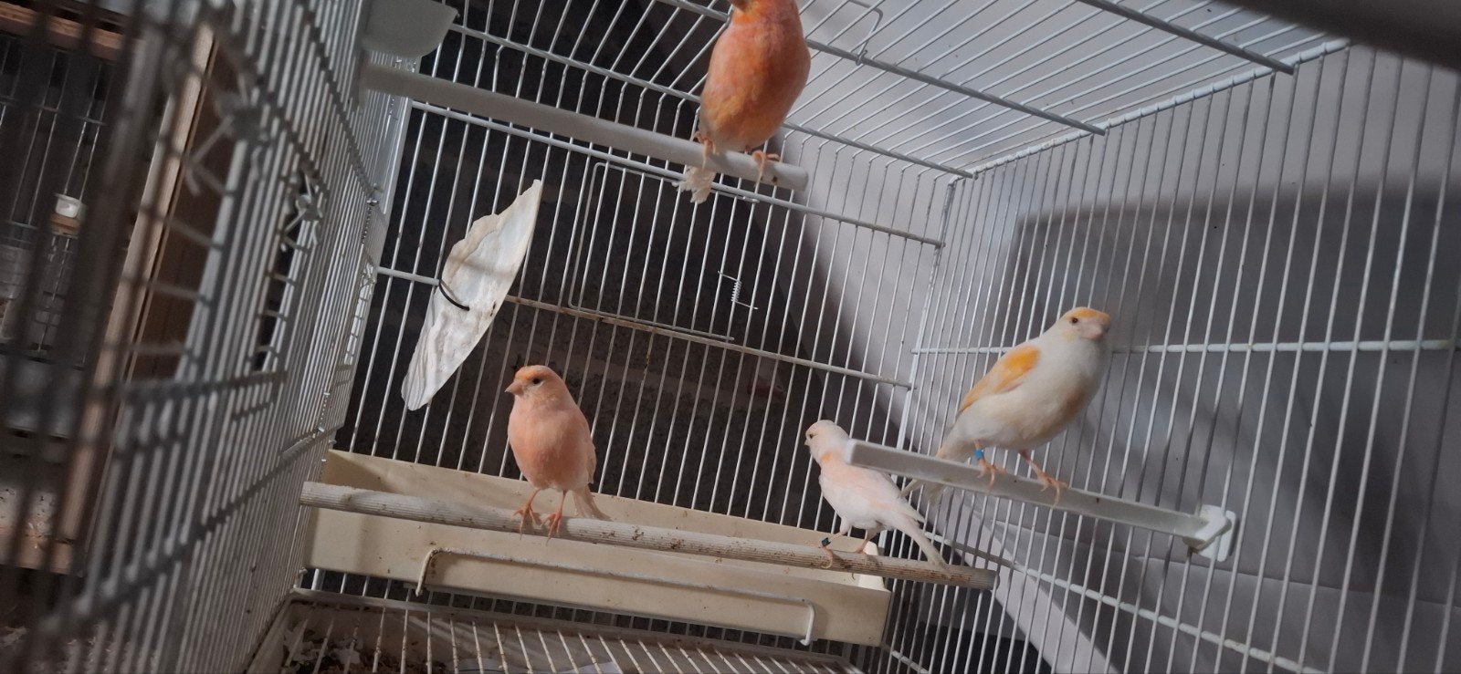 4 femelles canaris mosaïque, Dieren en Toebehoren, Vogels | Kanaries