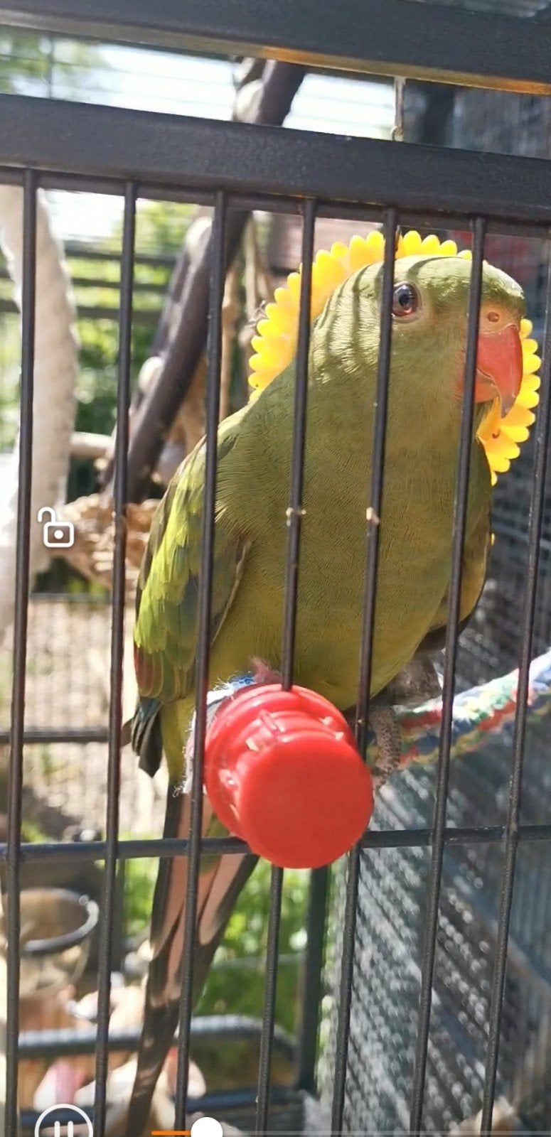bergparkiet vermist, Dieren en Toebehoren, Vogels | Parkieten en Papegaaien, Vrouwelijk, Papegaai, Geringd