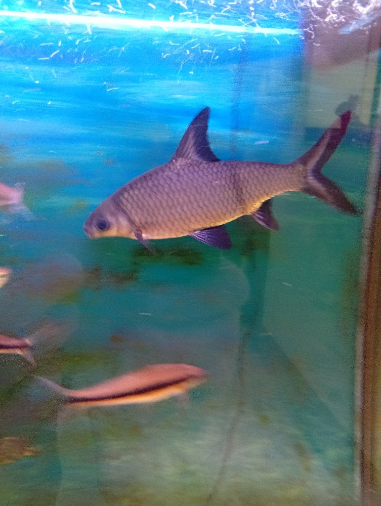 Zilverhaai, Dieren en Toebehoren, Vissen | Aquariumvissen, Vis, Zoetwatervis