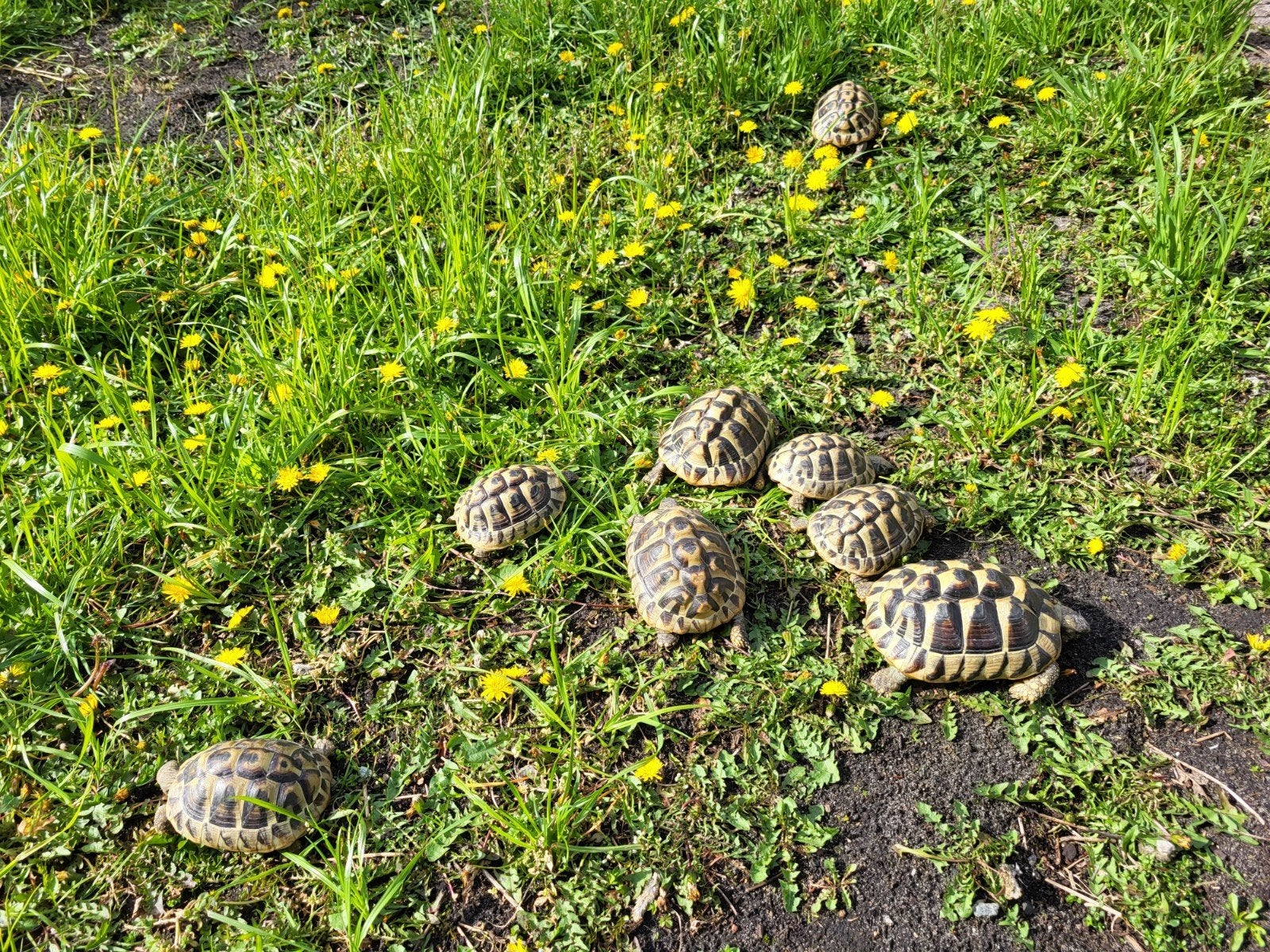 Griekse landschildpadden, Dieren en Toebehoren