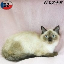 Ragdoll kattin te koop - schoonheid & tederheid!, Poes, Gechipt, 0 tot 2 jaar