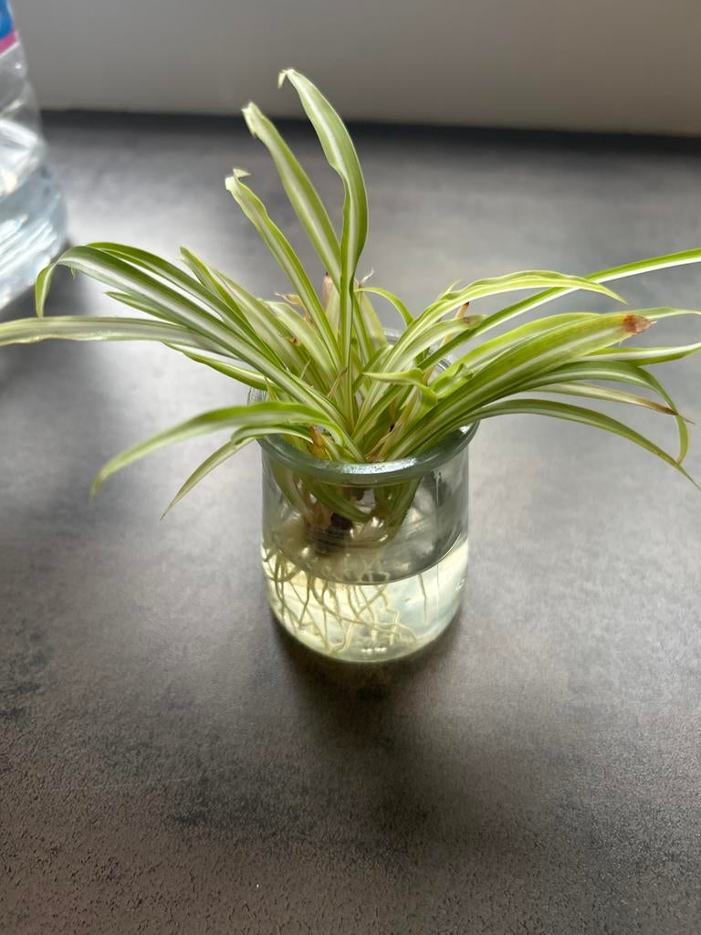 Plante dépolluante Chlorophytum comosum (variegata), Enlèvement, En pot