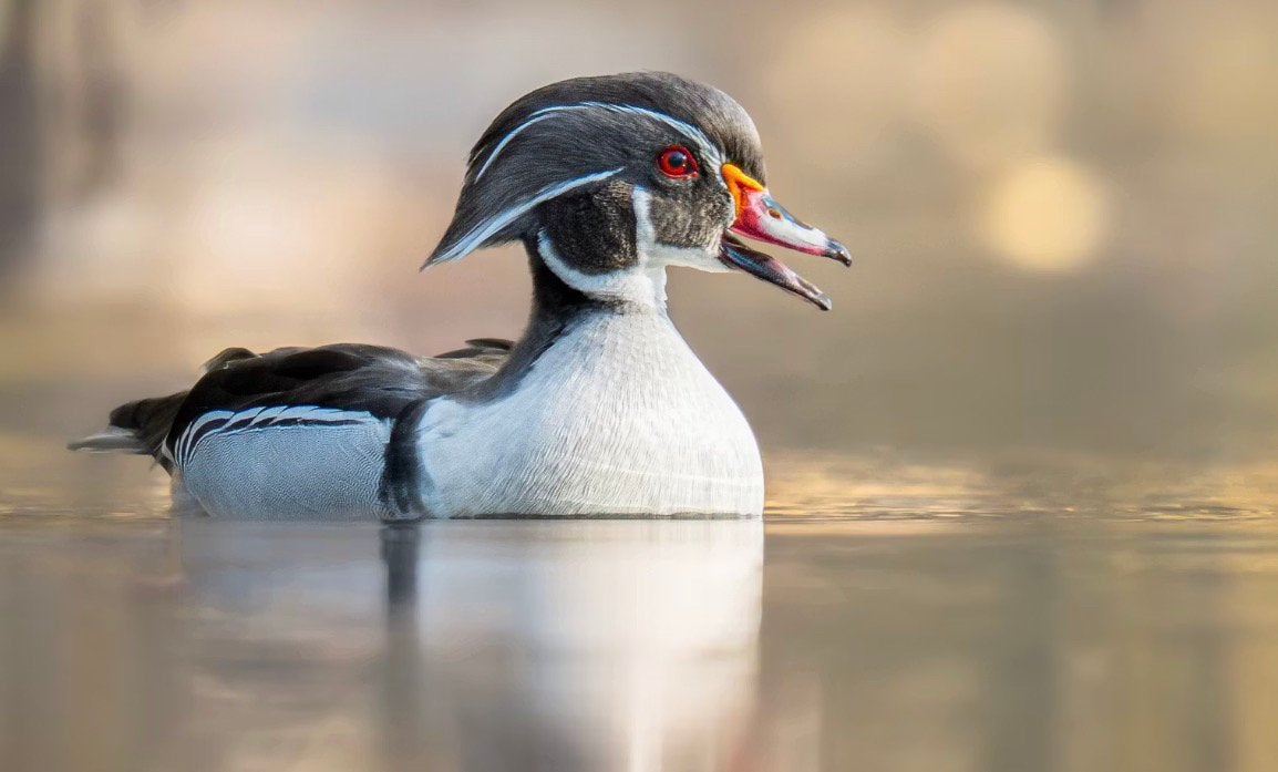 Carolina eenden, Dieren en Toebehoren, Meerdere dieren, Eend