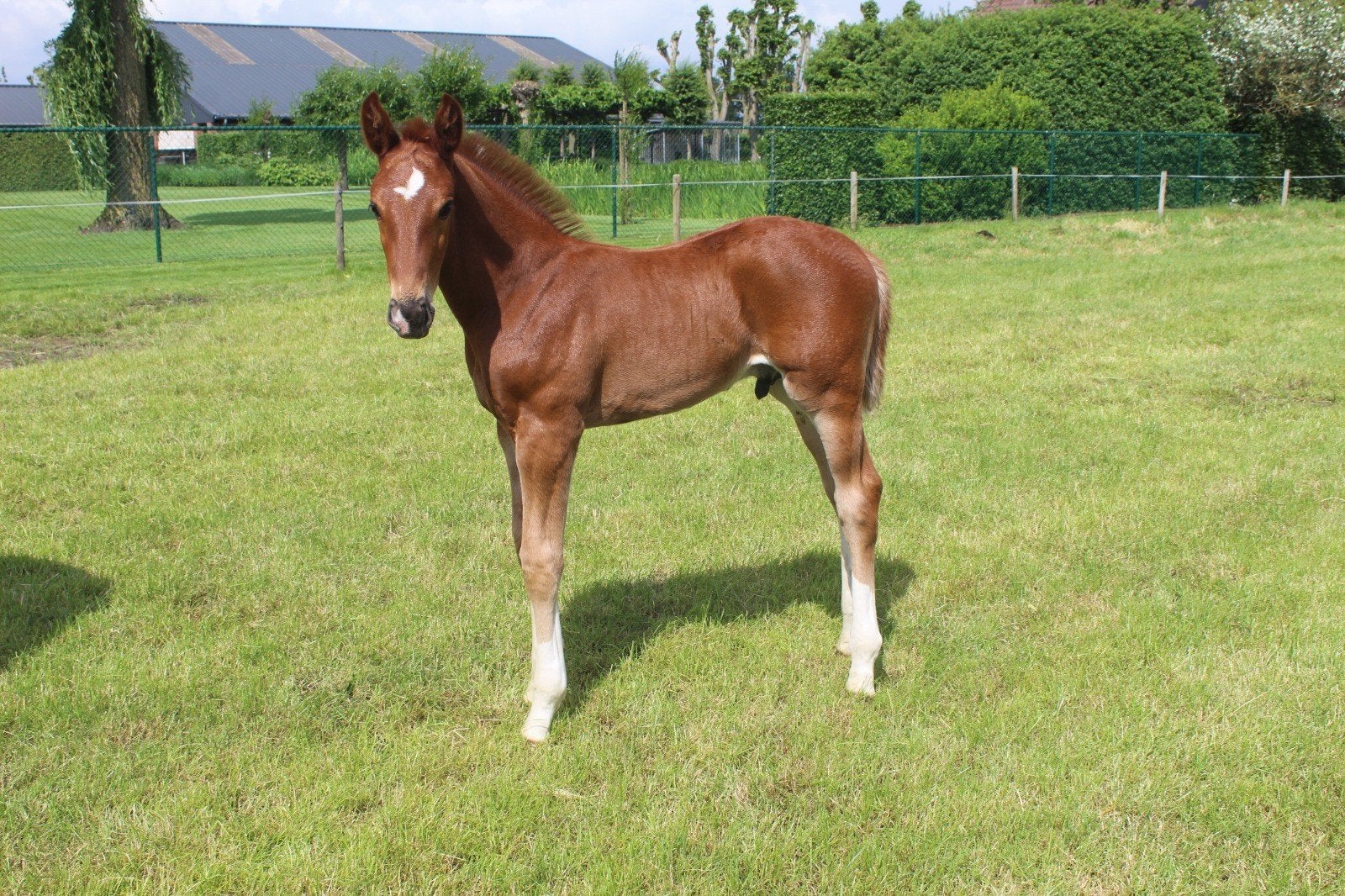 Colt de Tomème de Regor Z, Animaux & Accessoires, Étalon, Cheval de saut, Avec pedigree, 0 à 2 ans