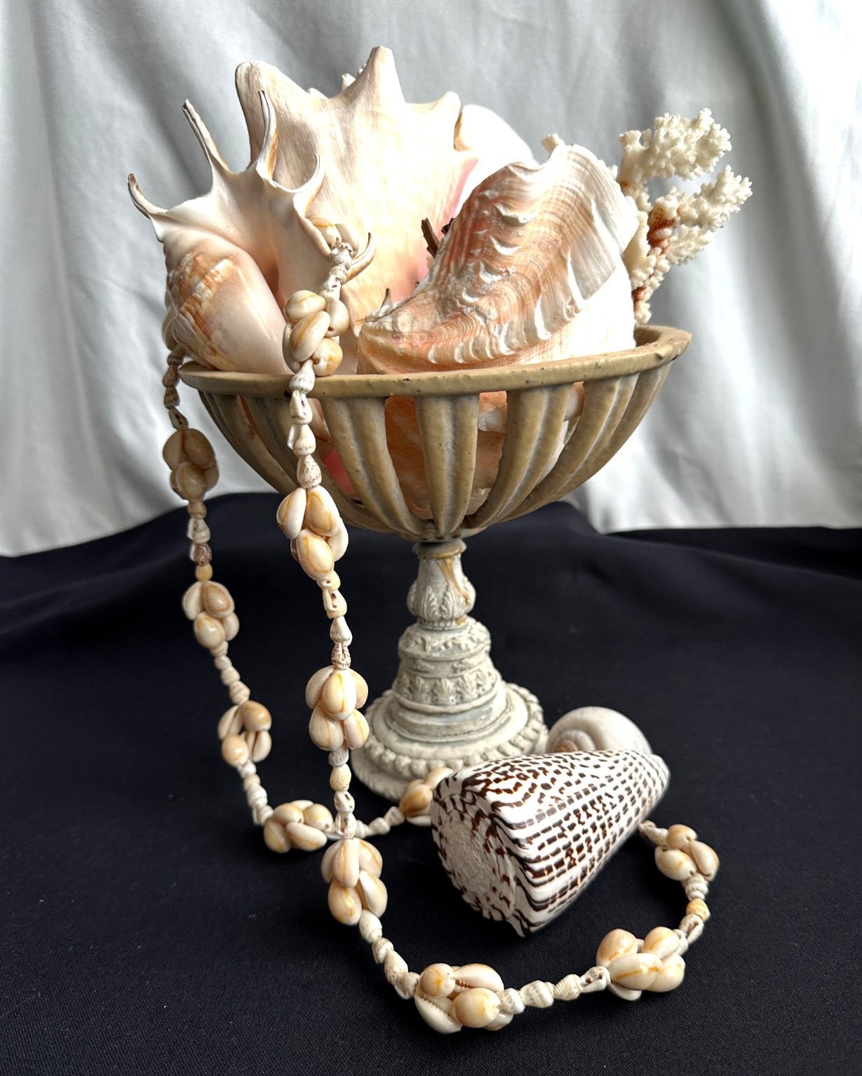 Centre de table en composition de coquillages, Collections, Enlèvement, Coquillage(s)