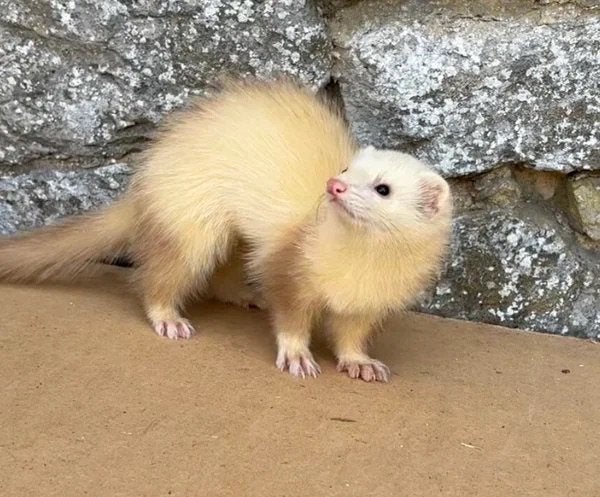 Jeune furet male champagne (fureton), Fret, Mannelijk, Mei, Tam