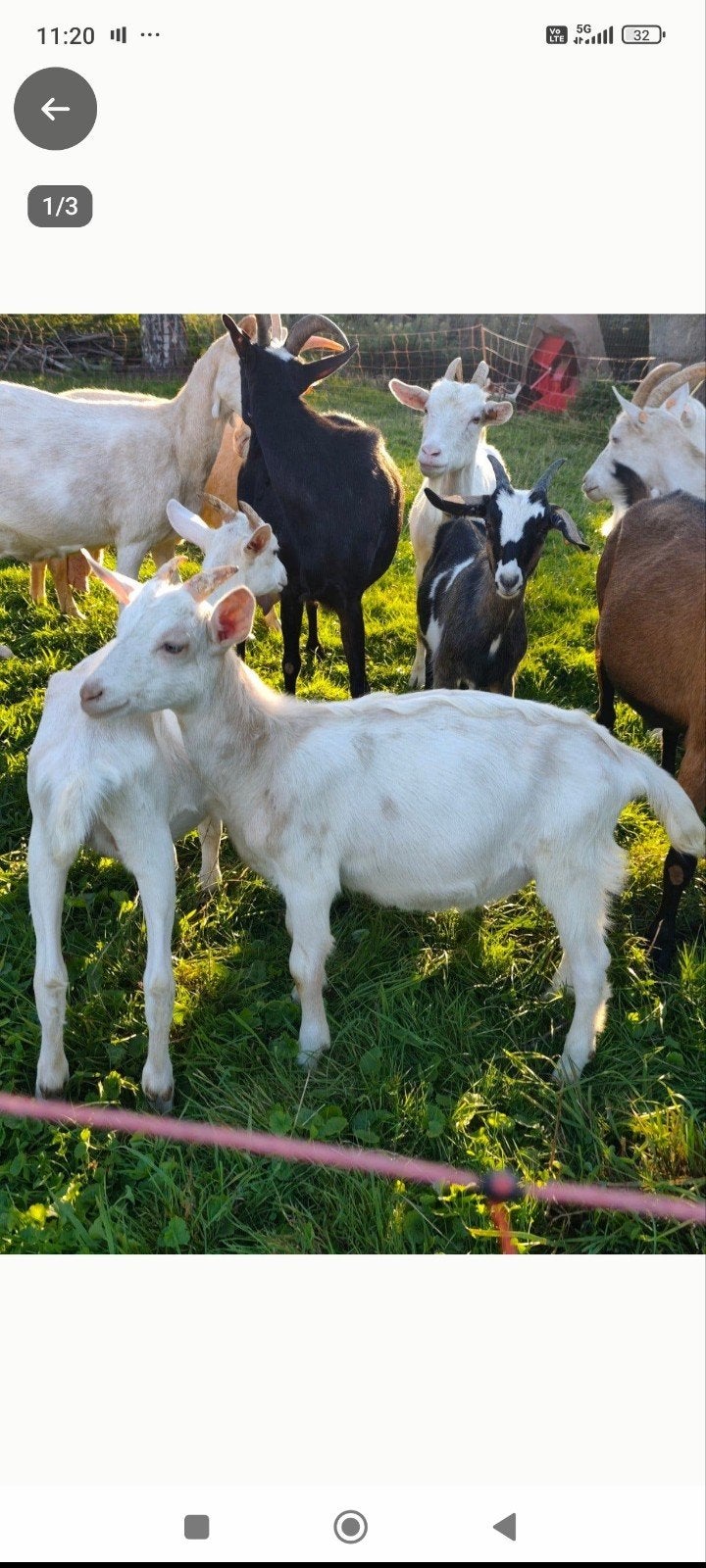 3 chevreaux nés cette année, Plusieurs animaux, Chèvre, 0 à 2 ans