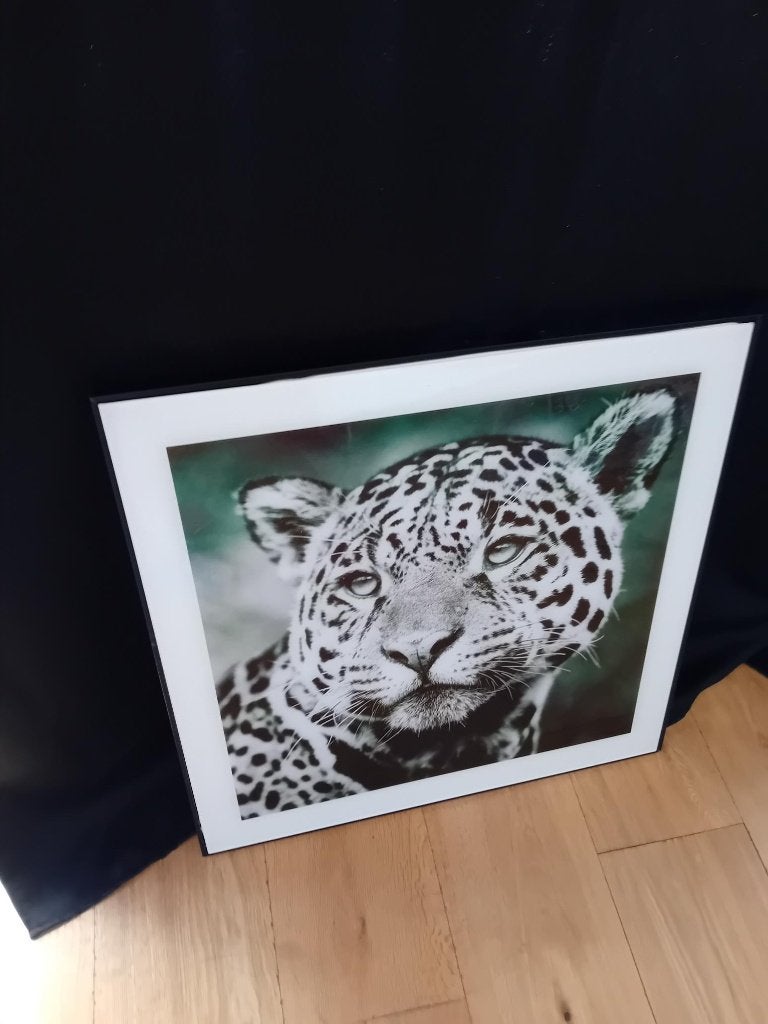 3 photos d'animaux, Utilisé, 50 à 75 cm, 5 – 50, Enlèvement