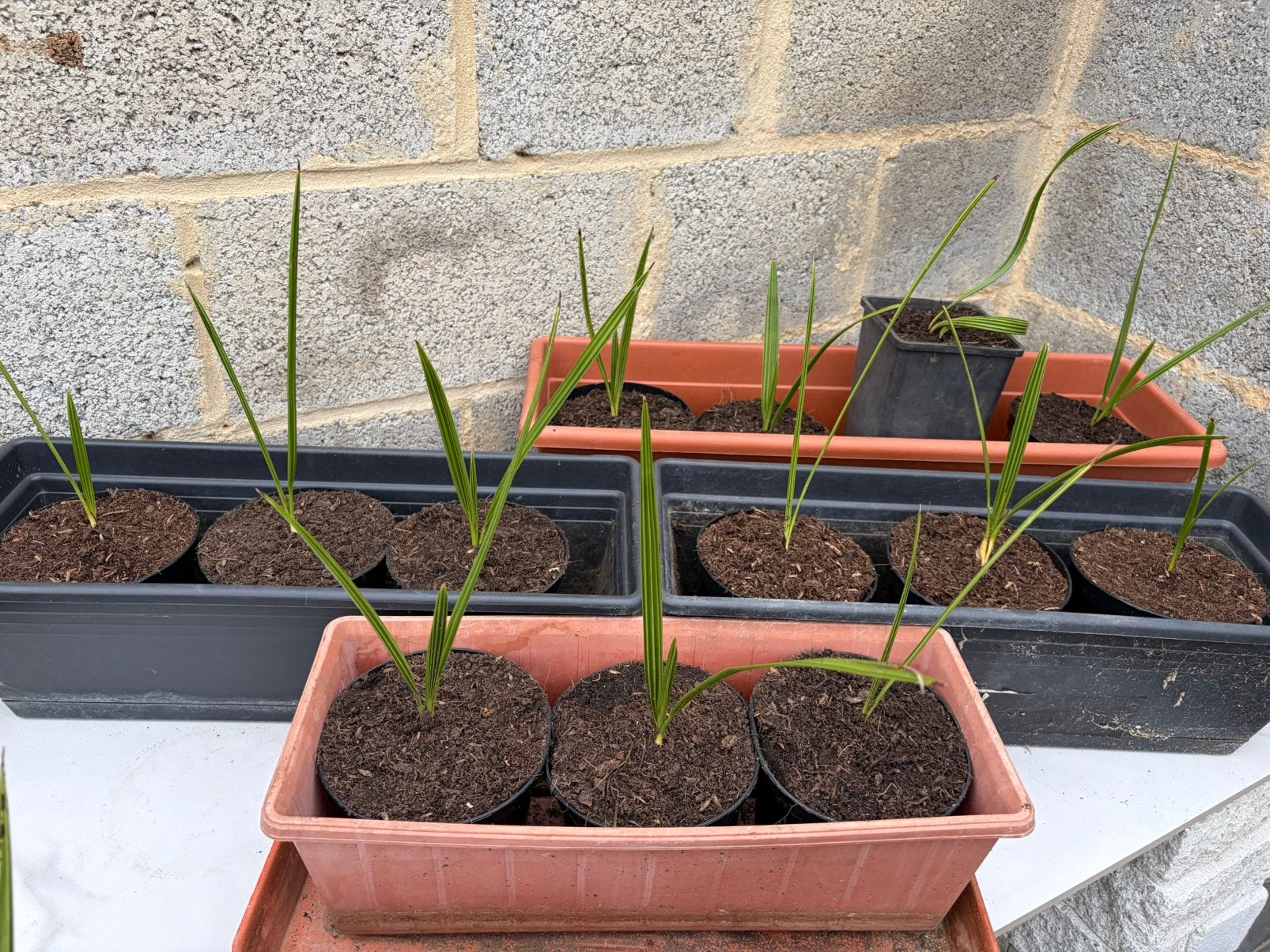 Ananas palm( canarische dadelpalm, Ophalen