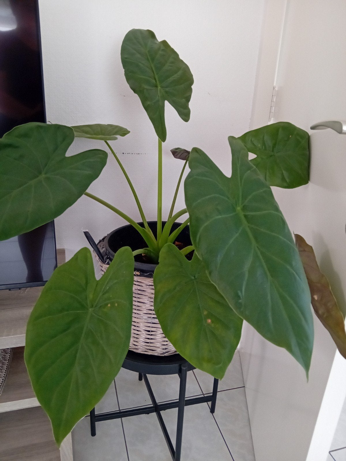 Alocasia wentii, Enlèvement