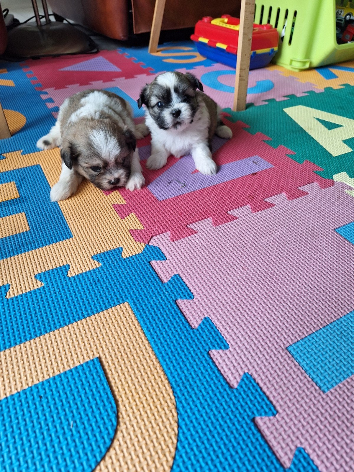 Shih tzu pups, Dieren en Toebehoren, België, Overige rassen, CDV (hondenziekte), 8 tot 15 weken
