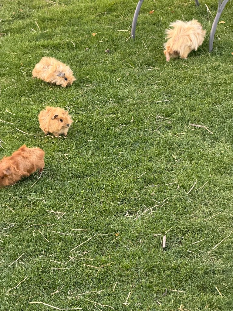 Nest jonge Californië cavia’s, Dieren en Toebehoren, Mei, Meerdere dieren, Cavia