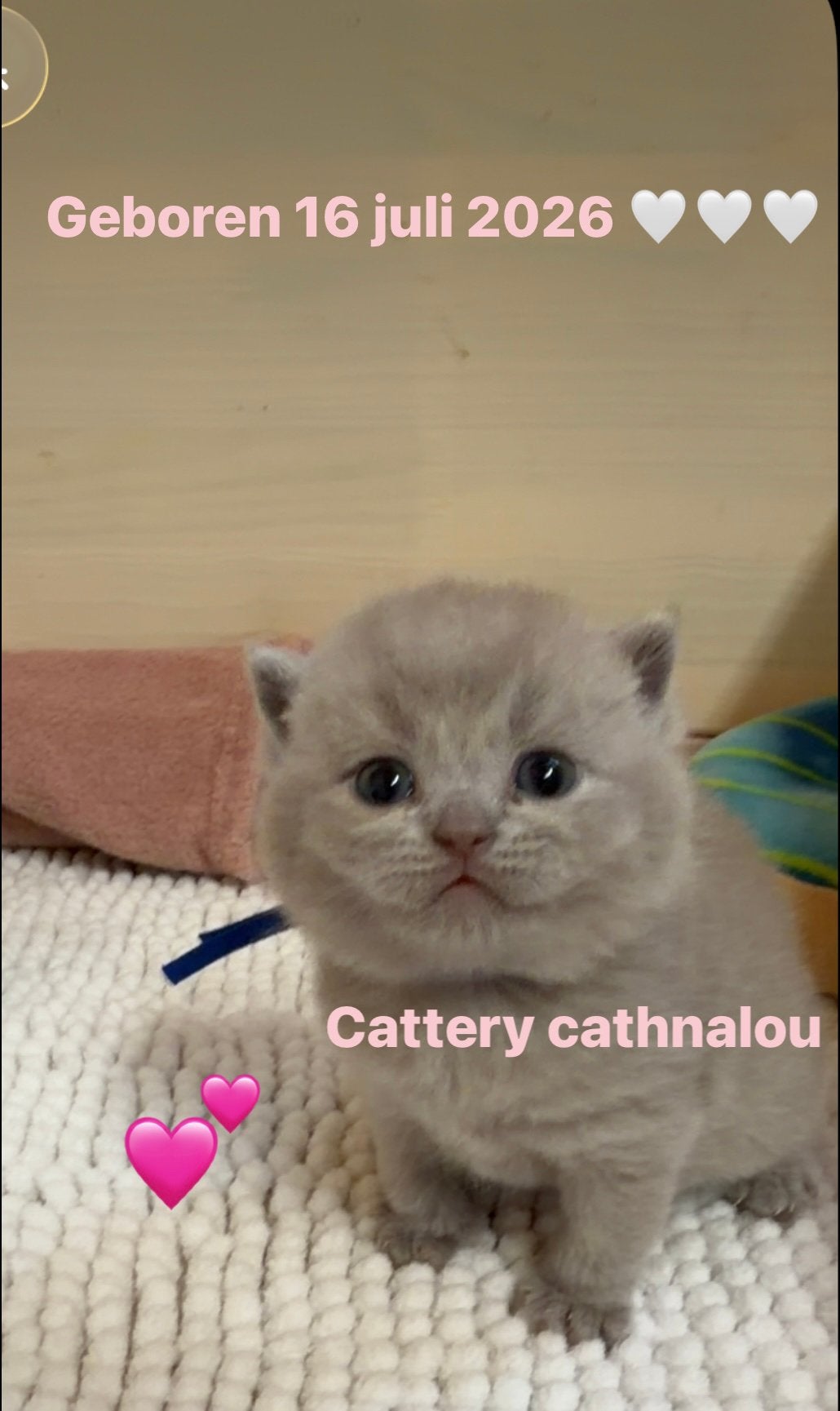 Britse korthaar kittens, Dieren en Toebehoren, Katten en Kittens | Dekkaters, 0 tot 2 jaar