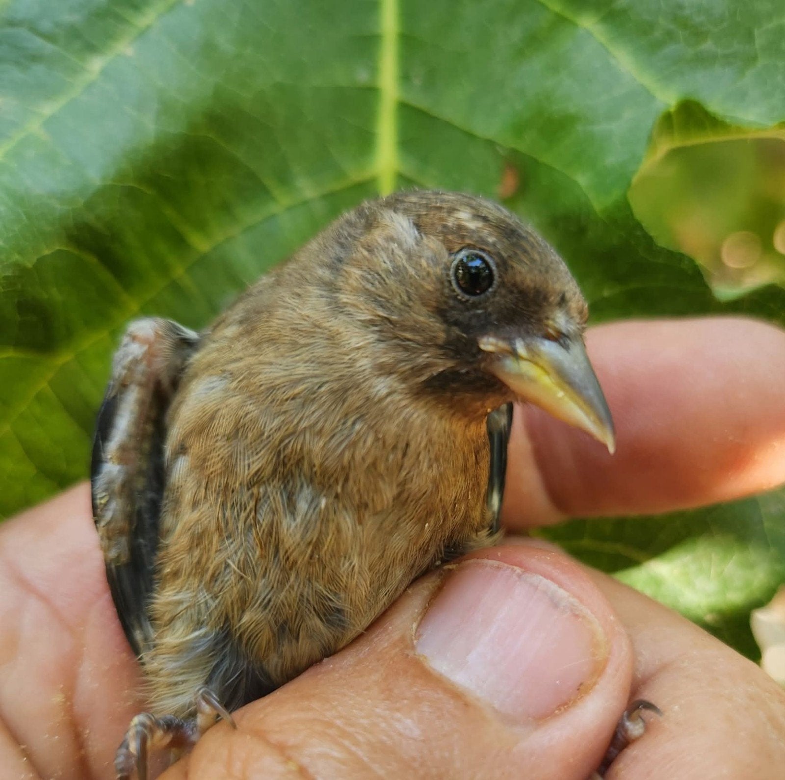 Zwarte putter, Dieren en Toebehoren