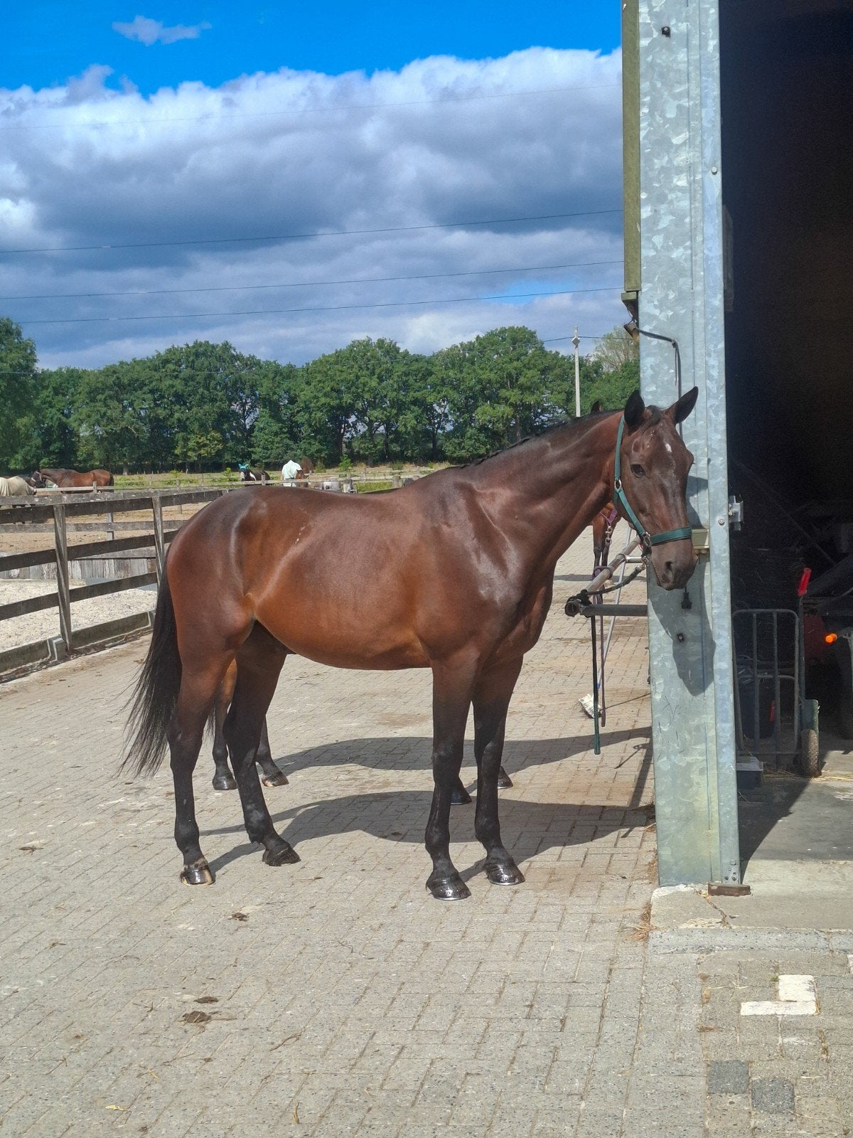 Halve stal gezocht, Dieren en Toebehoren, Paarden