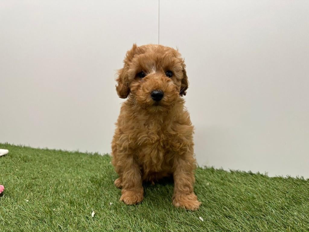 Nestjes Dwergpoedel pups, Poedel, Parvo, België, 8 tot 15 weken