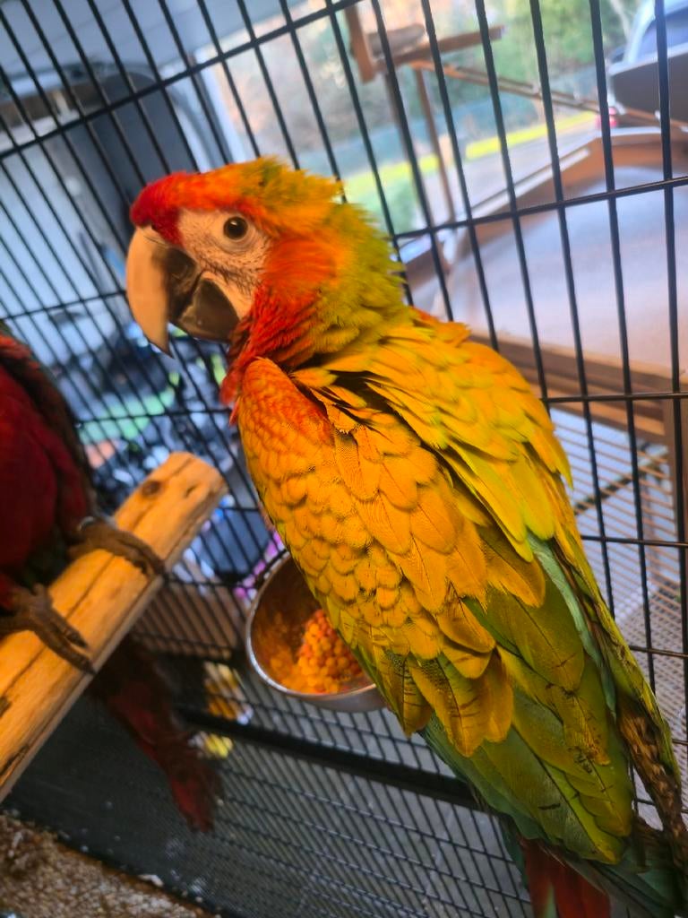 Ara verde, Dieren en Toebehoren, Vogels | Parkieten en Papegaaien