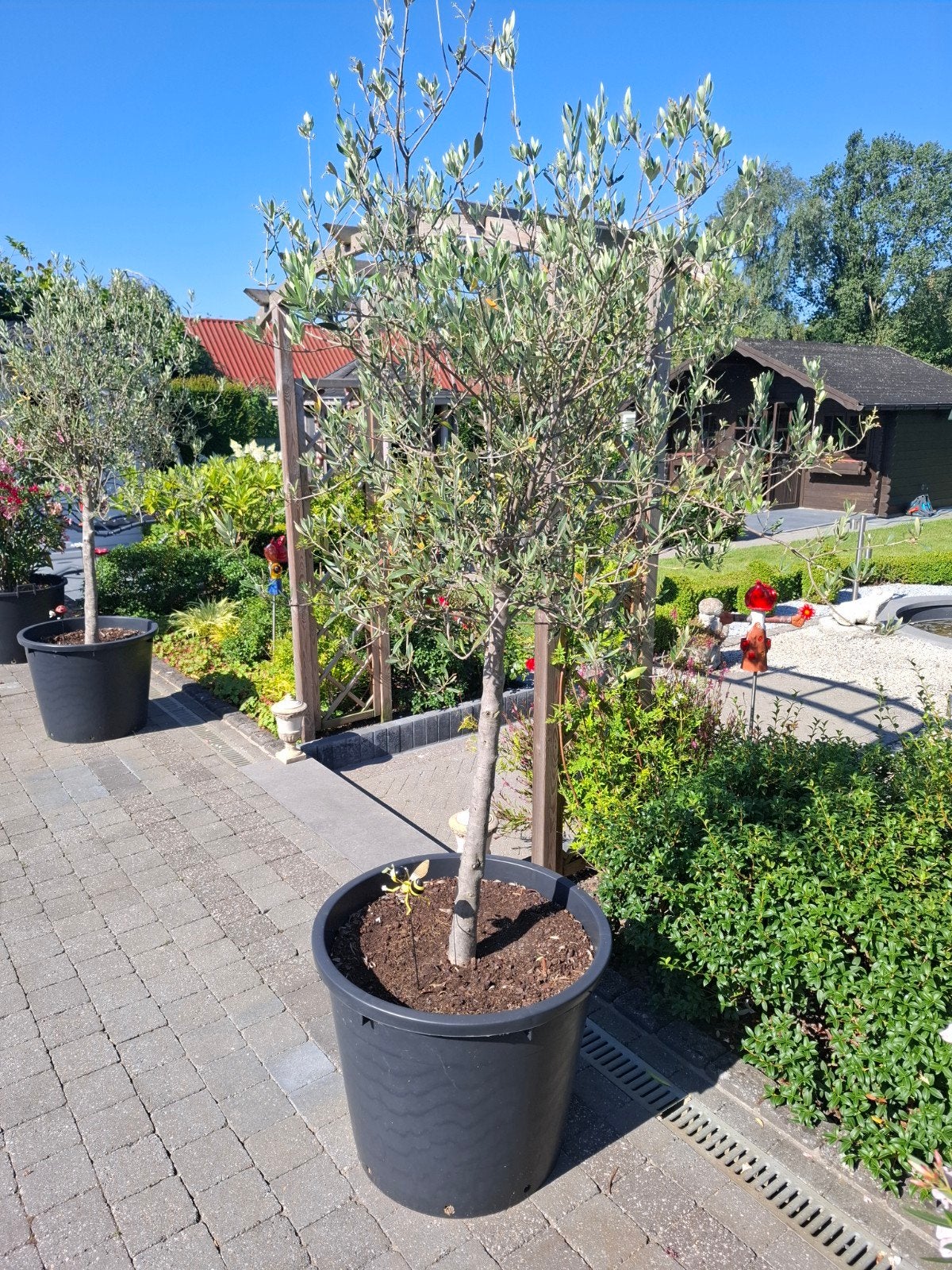 Olijf bomen, Ophalen