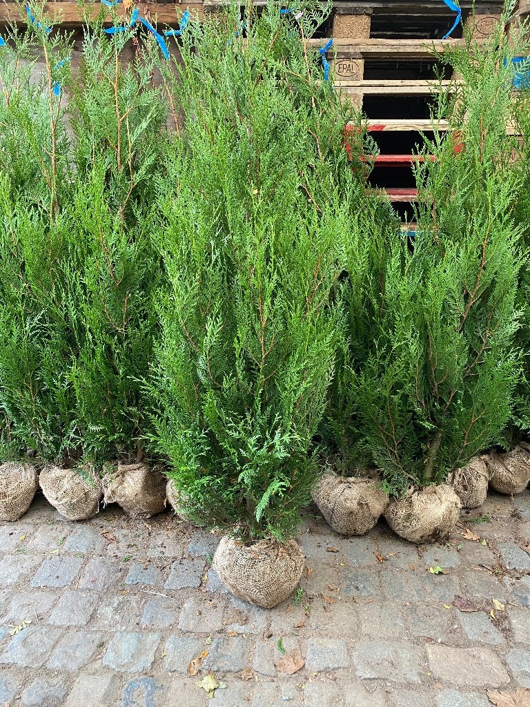 Cinifères dans les espèces, Enlèvement, Arbuste