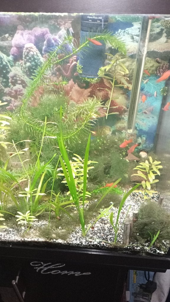 waterplanten te verkrijgen, Dieren en Toebehoren, Zoetwatervis