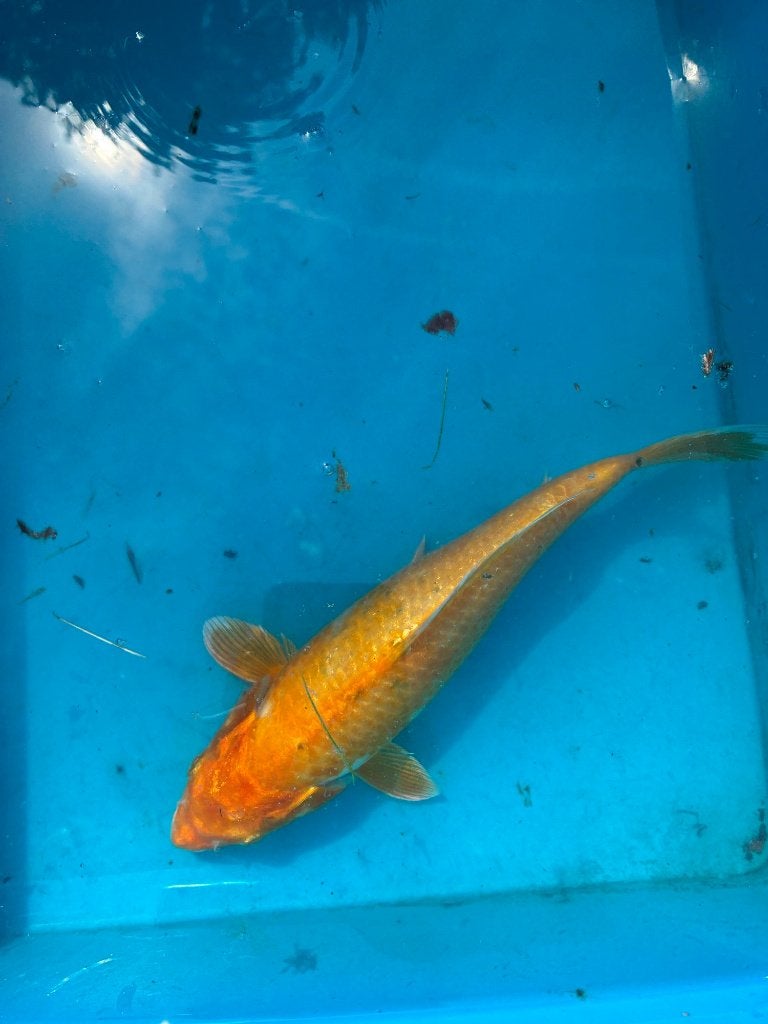 VERSCHILLENDE MOOIE KOI, Karper of Koi